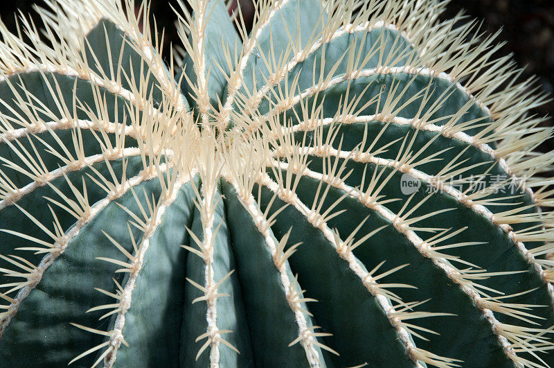 仙人掌(Ferocactus Glaucescens)